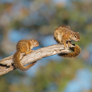 South Luangwa - Tree squirrels